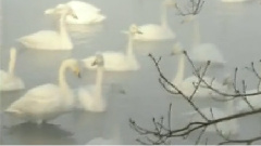 民乐群星 - 烛影摇红