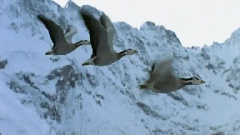 民乐群星 - 空山鸟语