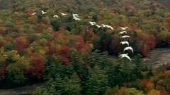 民乐群星 - 百鸟朝凤