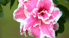 民乐群星 - 双声恨