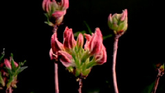 民乐群星 - 旱天雷