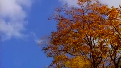 民乐群星 - 牧笛