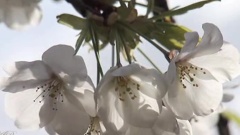 Michel Pépé - Lumiere du Coeur