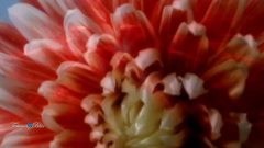 Giovanni Marradi - Just For You