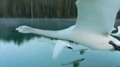 Omar Akram - Flight of Mystery