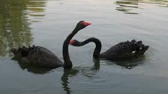 Ryan Farish - Beautiful