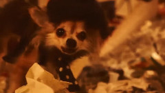 Highlights Of The Lowlife