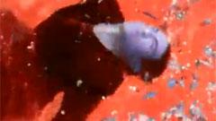 Alice In Chains - We Die Young