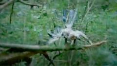 Graham Coxon - Dead Bees