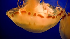 Efterklang - Doppelganger