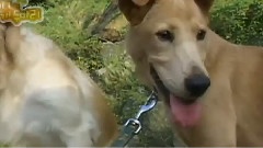 JTL - 爱犬日记之波波回家了