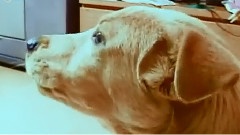 JTL - 爱犬日记之波波的好朋友