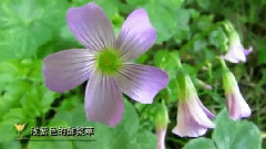 风景,音乐短片 - 江山如画 寂静山林