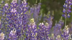 Bandari,音乐短片,风景,轻音乐 - Danny Boy NEW