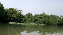 飞吧美丽的蝴蝶