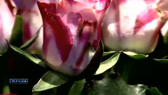 Giovanni Marradi,音乐短片 - Tango De Roses