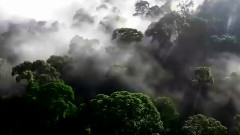 Bernward Koch,音乐短片 - Flight Being