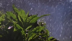 Bandari,轻音乐,音乐短片 - The Foggy Dew