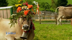 Giovanni Marradi,音乐短片 - Alpine Breeze