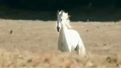 Enigma,音乐短片 - Smell Of Desire