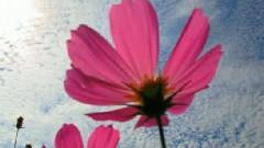 海援队 - 思えば遠くえ来たもんだ