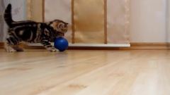 玩球卖萌的小猫