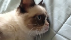 The Original Grumpy Cat