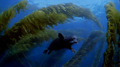 纪实片<失落的世界>片中配乐