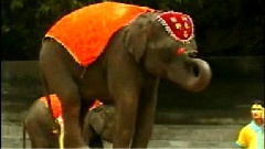 哏德全 - 月光下的凤尾竹