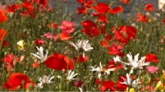 Giovanni Marradi - Because I Love You