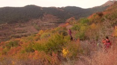 风景 - 金色季节