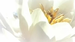 Primavera Con Mozart