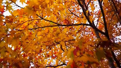 风景,轻音乐,音乐短片 - 美丽秋季