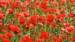 莫斯科郊外的晚上