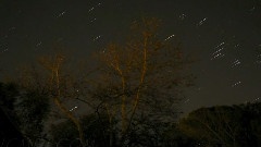 My Cats A Stargazer - ...Nightsky...