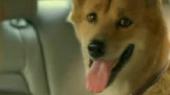 August Band - 再见流浪狗