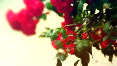 白贤庆生曲 预告