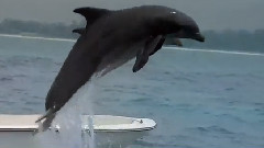 Yanni,音乐短片 - In Your Eyes