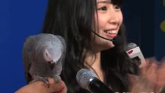 SKE48高柳明音ラジオの公開録音で鳥と漫才?