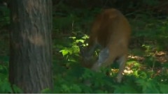 Giovanni Marradi - Gentle Heart