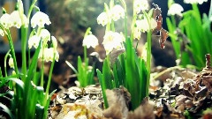 Yanni - With An Orchid