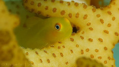 缤纷的海底世界