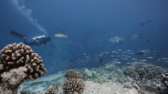 马尔代夫:海底世界