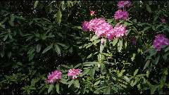 波伍德杜鹃花园