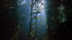 ДиДюЛя - Ocean