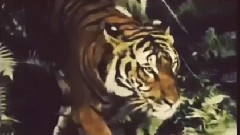 Lana Del Rey - Honeymoon Snippet