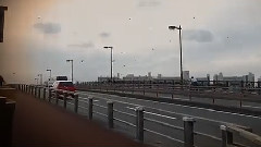 Nico - 造花の距離感