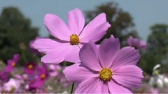 Giovanni Marradi - Joyful Spring And Spring Love