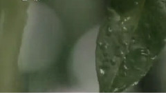 西洋乐（删除） - 第二交响曲