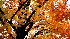 Secret Garden - Adagio